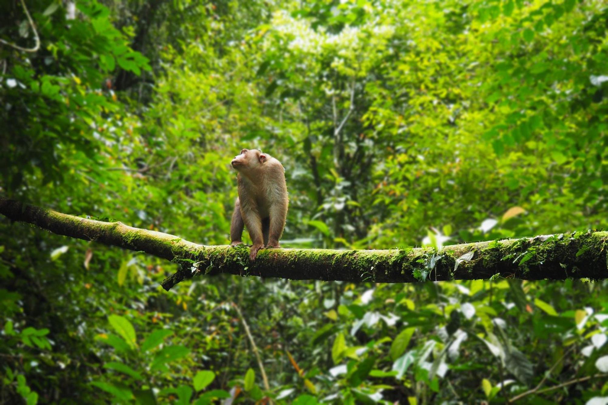 Thejungleguide - Lodges & Treks Bukit Lawang Exterior foto