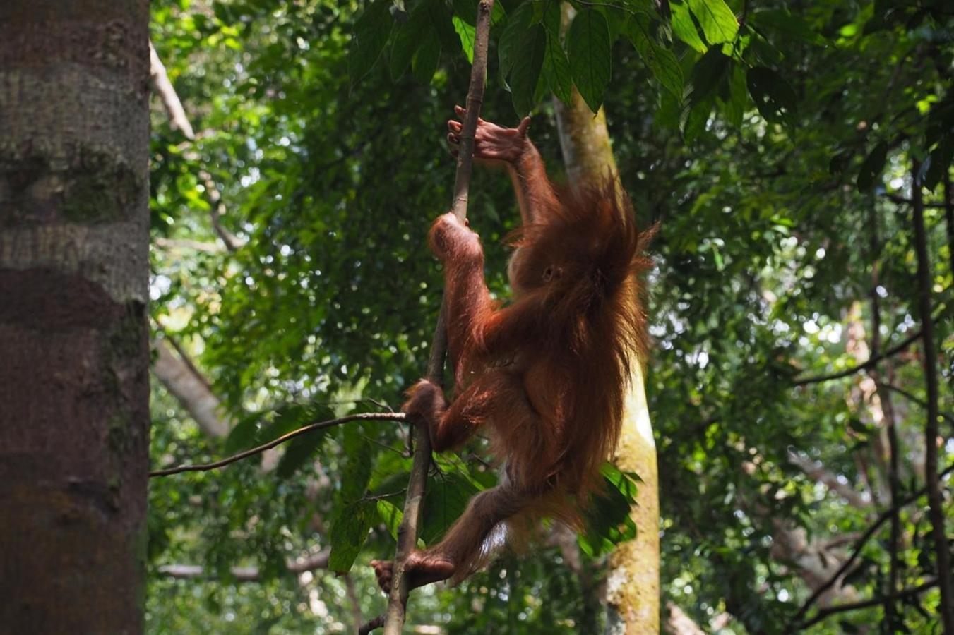 Thejungleguide - Lodges & Treks Bukit Lawang Exterior foto